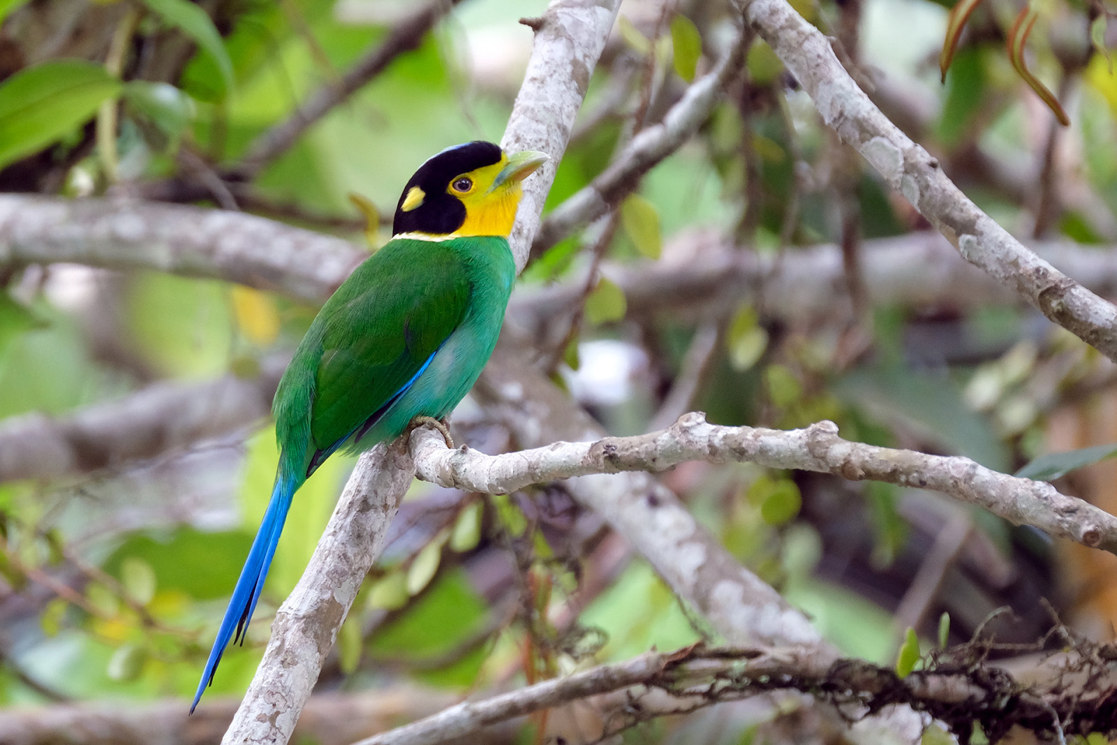 image Long-tailed Broadbill